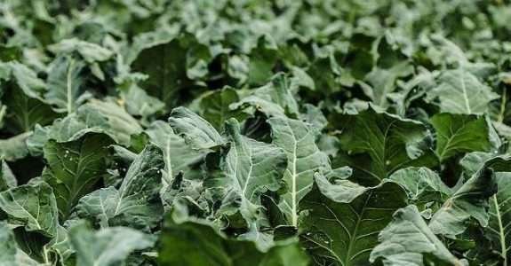Aplicativo auxilia na identificação de inimigos naturais de pragas agrícolas Aplicativo auxilia na identificação de inimigos naturais de pragas agrícolas