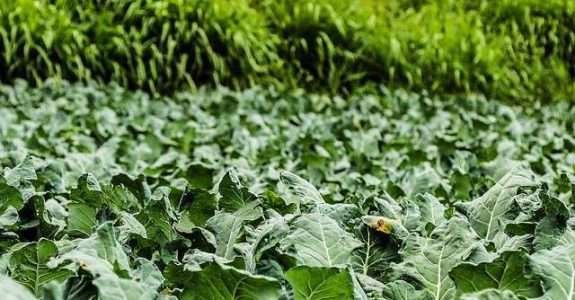 Controle biológico: o futuro da agricultura já começou Controle biológico: o futuro da agricultura já começou