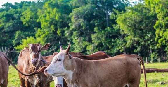A nova era da Pecuária no Brasil A nova era da Pecuária no Brasil