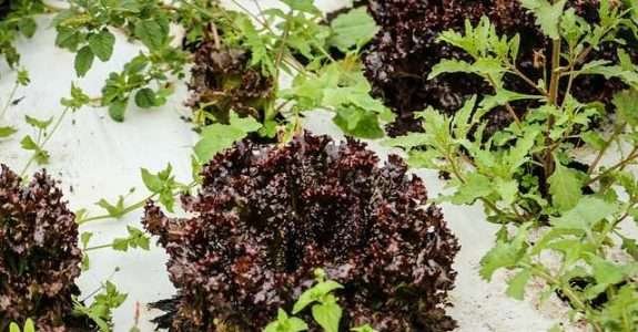 Seminário sobre alimentos sustentáveis será realizado em Itaipava Seminário sobre alimentos sustentáveis será realizado em Itaipava