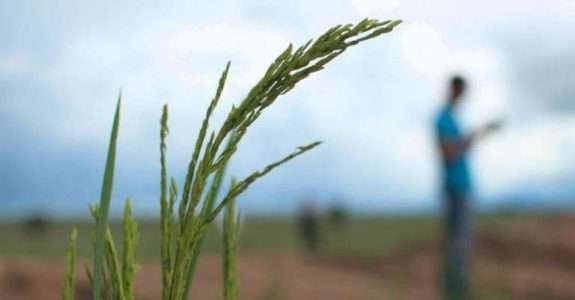 Sul-coreanos criam oásis de alimentos orgânicos na Bahia Sul-coreanos criam oásis de alimentos orgânicos na Bahia