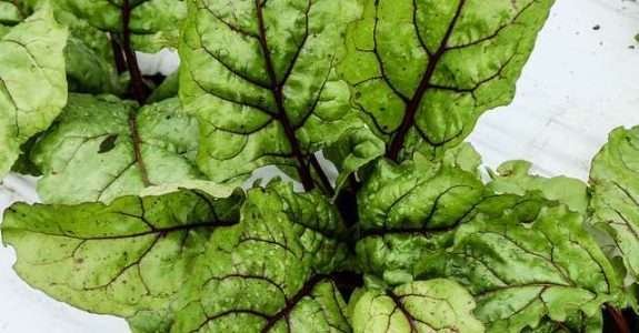 São Paulo implementa protocolo de transição para agroecologia São Paulo implementa protocolo de transição para agroecologia