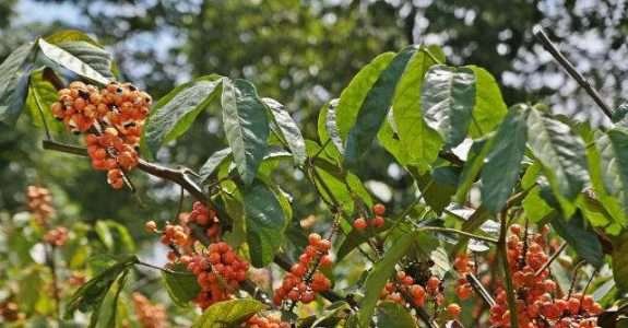 No Amazonas, produtores de guaraná adotarão práticas agrícolas mais sustentáveis No Amazonas, produtores de guaraná adotarão práticas agrícolas mais sustentáveis
