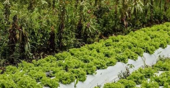 Ministra de Agricultura quer que alimentos orgânicos cheguem à merenda escolar Ministra de Agricultura quer que alimentos orgânicos cheguem à merenda escolar