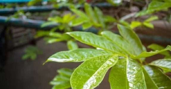 IBD aprova primeiro adjuvante sustentável para a agricultura orgânica IBD aprova primeiro adjuvante sustentável para a agricultura orgânica