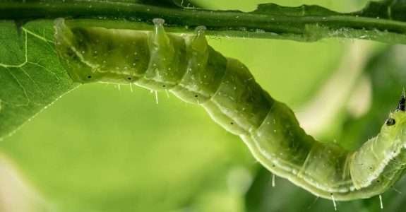 Empresa holandesa trabalha no desenvolvimento de herbicida biológico Empresa holandesa trabalha no desenvolvimento de herbicida biológico
