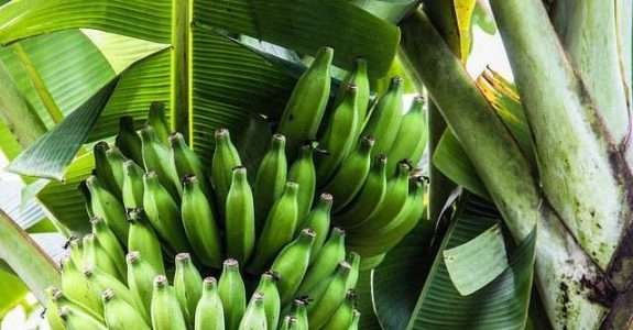 Banana, a fruta que pode se tornar o principal produto da nossa produção orgânica Banana, a fruta que pode se tornar o principal produto da nossa produção orgânica