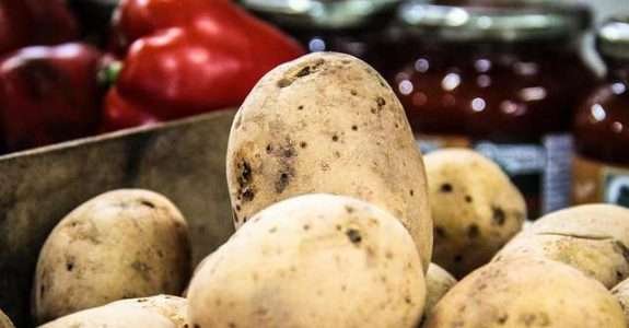 Nos EUA, batata geneticamente modificada passa a ser considerada de alto risco