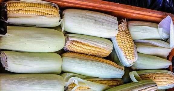 Adubação verde diminui o uso de defensivos agrícolas na cultura do milho Adubação verde diminui o uso de defensivos agrícolas na cultura do milho