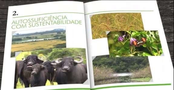 Fazenda gaúcha produz arroz de qualidade sem agrotóxico e adubos convencionais Fazenda gaúcha produz arroz de qualidade sem agrotóxico e adubos convencionais