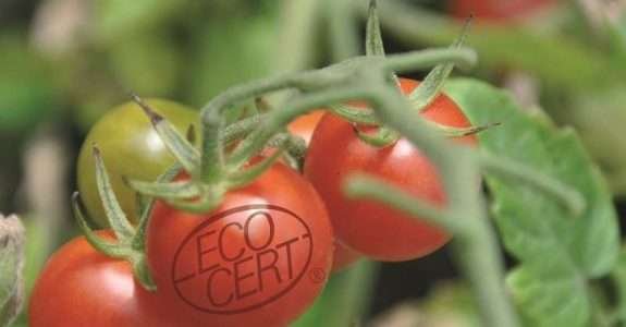 Brasil está à frente do mercado de orgânicos na América Latina Brasil está à frente do mercado de orgânicos na América Latina