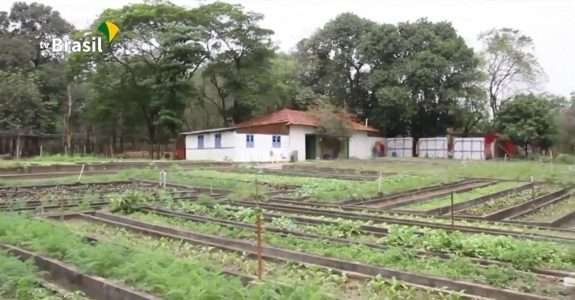 Agro Nacional fala sobre as plantas alimentícias não convencionais Agro Nacional fala sobre as plantas alimentícias não convencionais