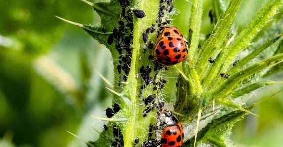 A esperança do on-farm: Para a Agrobiológica, a economia de custos pode estimular demanda