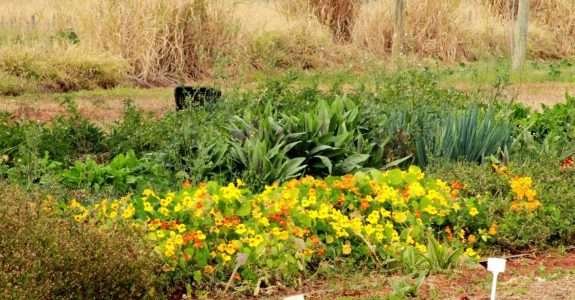 PANCS Brasil transforma “mato” em temperos e conservas PANCS Brasil transforma “mato” em temperos e conservas
