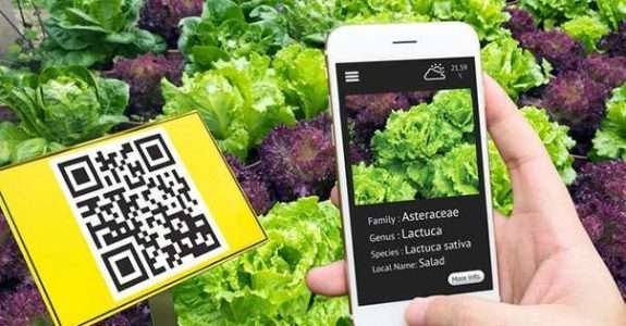 Rastreabilidade de vegetais começa a ser fiscalizada Rastreabilidade de vegetais começa a ser fiscalizada