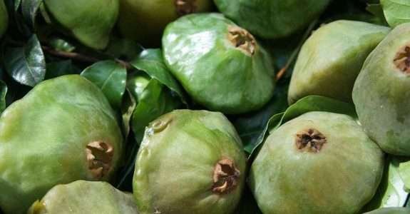 Cambuci: fruto nativo da Mata Atlântica gera renda a pequenos agricultores Cambuci: fruto nativo da Mata Atlântica gera renda a pequenos agricultores