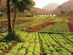 Alimento orgânico: o sonho da autossuficiência Alimento orgânico: o sonho da autossuficiência