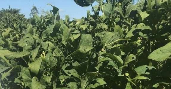 Assentados do MST se propõem plantar soja orgânica