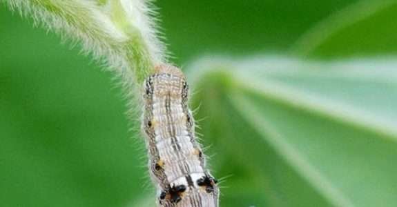 Óleo de manjericão apresenta potencial para controlar lagartas