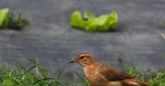 A evolução dos biológicos e seus benefícios