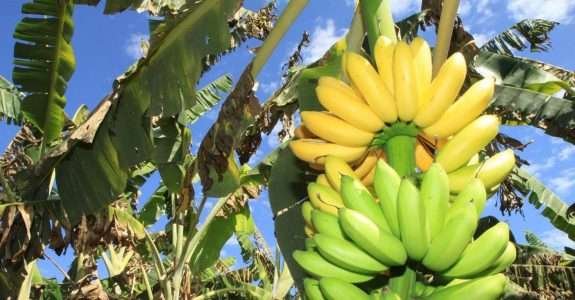 Broca-da-banana tem controle biológico por fungo
