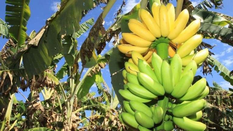 cacho-de-bananas