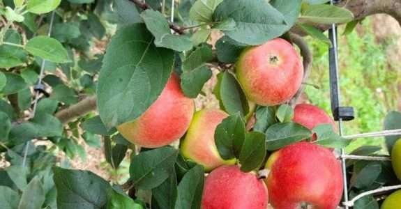 Pesquisa sobre produção orgânica de maçã.