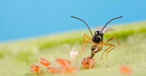 Produtora de insumos biológicos adquire empresa de aplicação e geoprocessamento.