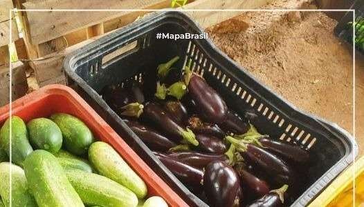 Força-tarefa do governo fiscaliza alimentos orgânicos em São Paulo