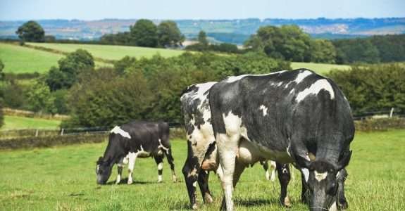Impactos ecológicos e socioambientais da transição agroecológica para produção orgânica de leite em Sidrolândia-MS