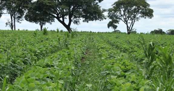 Raiar Orgânicos é novo membro da Coalizão Brasil Clima, Florestas e Agricultura