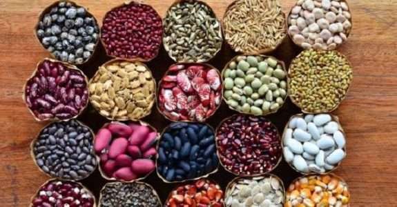 Sementes Crioulas e Famílias Guardiãs em Terras Capixabas