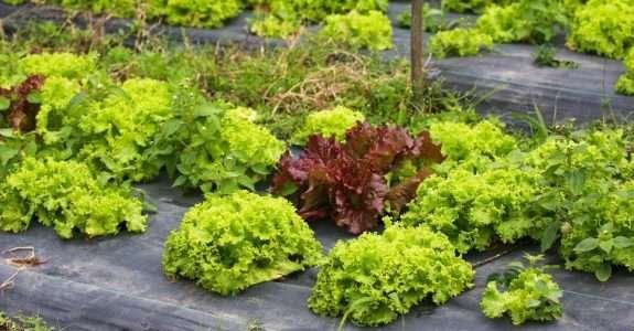 Brasil terá o maior horta urbana do mundo até 2024