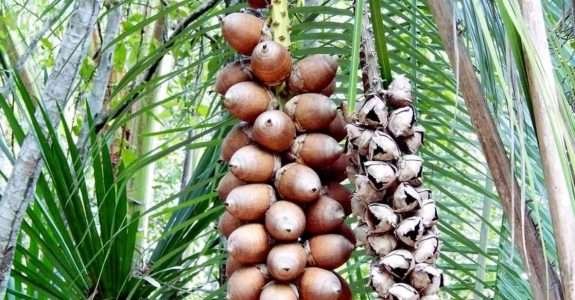 Com CRA verde, Tobasa quer expandir bioindústria do babaçu