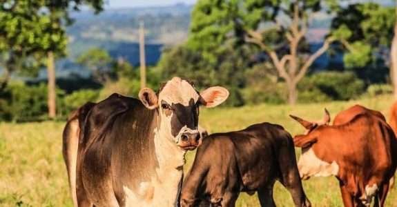 Entidades querem lançar carne orgânica com IG do Pantanal em 2023
