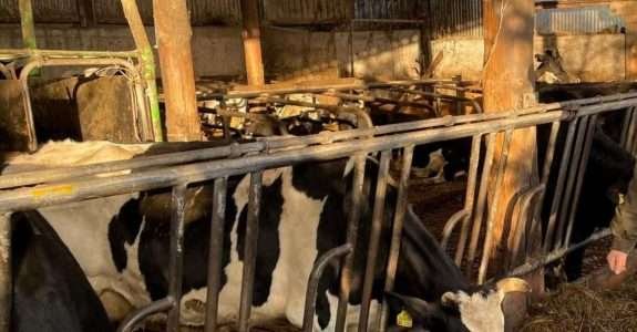 Produtores orgânicos da Alemanha estão no limite