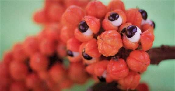 Guaraná Antarctica ganha certificado de produção orgânica na Amazônia