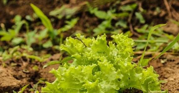 Brasil terá programa nacional para produção de alimentos saudáveis