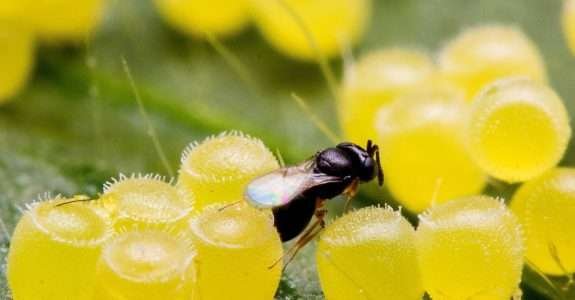 Como o Brasil se tornou o maior produtor e consumidor de produtos de biocontrole