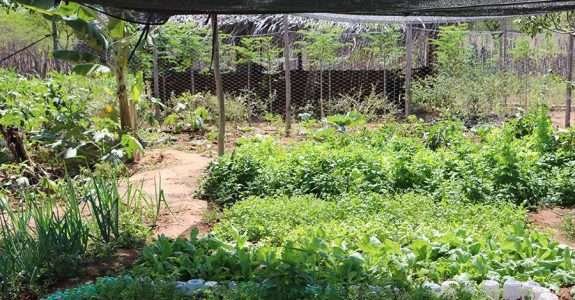 Sisteminha faz 21 anos e ganha versão voltada ao empreendedorismo comunitário