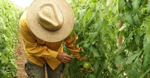 Projeto de lei quer aumentar a produção orgânica na Bahia