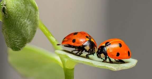 Produtos Biológicos: Inoculante? Biodefensivo? Como são classificados os diferentes produtos, segundo a legislação brasileira