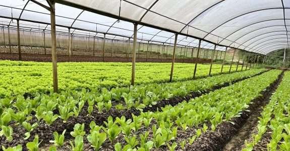 Núcleo da UEPG atende e certifica mais de 200 produtores de orgânicos da região