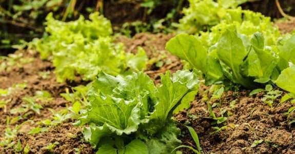 Rio Grande do Sul terá prazo ampliado para renovação de certificados de produtos orgânicos após enchente