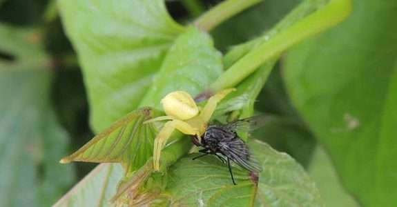 Sancionada regulamentação dos bioinsumos