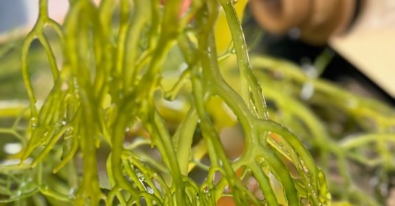 Biofertilizante à base de alga melhora produtividade e qualidade de plantios agrícolas