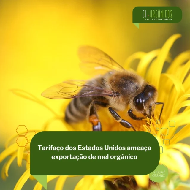 “O Piauí tem se destacado porque a maior parte do mel é produzida em áreas de mata nativa, por pequenos produtores.

 Além de ser um produto certificado como orgânico, ou seja, ter o reconhecimento do Mapa (Ministério da Agricultura, Pecuária e Abastecimento), tem a certificação social, que favorece a comercialização. Importadores norte americanos têm uma tendência a avaliar quem fez o produto que eles estão comprando”, comentou o professor.da Universidade Federal do Piauí.

 Leia em nosso site.

 #melorganico #tarifaço @agricultura_familiar_organica #pecuáriaorgânica 

Nossos parceiros: 
@snash.inovacao 
@snaagricultura @animalbusinessbrasil @revistaalavoura.sna @snadigital