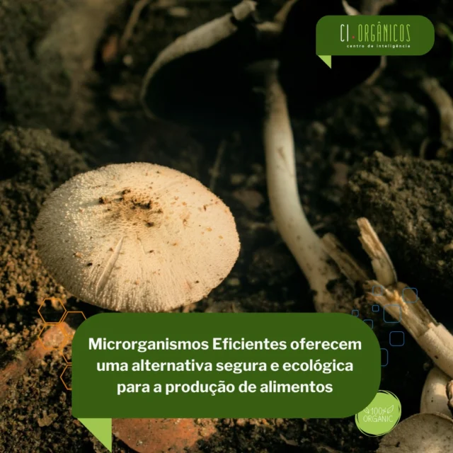 No coração da agroecologia e da agricultura orgânica pulsa um aliado poderoso e quase invisível: os Microrganismos Eficientes (EM). 

Leia em nosso site o Guia, fruto do programa de extensão da Universidade Federal de Viçosa, que apresenta uma tecnologia social simples, acessível e transformadora.

 #microorganismoseficientes #microorganismos #agroecologia #insumosbiologicos #alimentaçãoorgânica 

Nossos parceiros: 

@snash.inovacao @snaagricultura @animalbusinessbrasil @revistaalavoura.sna @snadigital