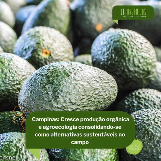 Para pesquisadores e produtores, o futuro da agroecologia no Brasil depende do fortalecimento de políticas públicas específicas, da ampliação do acesso ao crédito e da valorização da agricultura familiar. 

“Em um cenário de crise ambiental e desigualdades no campo, a agricultura orgânica e agroecológica não apenas representam um modelo mais sustentável de produção de alimentos, como também apontam caminhos para um projeto de desenvolvimento rural mais inclusivo e equilibrado”, acredita Lucimar Abreu da Embrapa Meio Ambiente. 

@embrapa 

#agroecologia #produçãoorgânicaagroecológica 🍋🍊 #agriculturaorgânica #agriculturaorgânicafamiliar 

Nossos parceiros: 
@snash.inovacao @snaagricultura @animalbusinessbrasil @snadigital @revistaalavoura.sna
