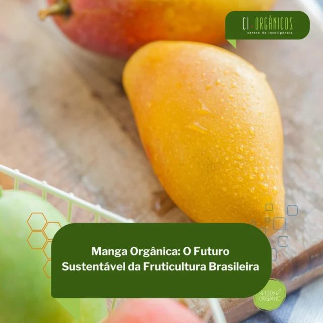 No seminário promovido pela CPOrg-RJ em parceria com a Embrapa Agrobiologia, especialistas discutem os avanços e desafios da produção orgânica de manga no Brasil, apresentando soluções inovadoras para uma fruticultura mais sustentável.

 Encontre o link em nosso site.

 #mangaorganica #fruticulturaorganica #frutasorganicas #produçãoorgânica #fruticulturaorganicabrasileira

 @cporg.rj @embrapa 

Nossos parceiros: 
@snash.inovacao @snaagricultura @animalbusinessbrasil @snadigital @revistaalavoura.sna
